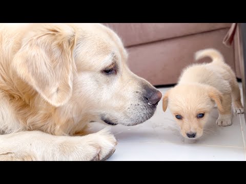 Golden Retriever Meets a Puppy like himself