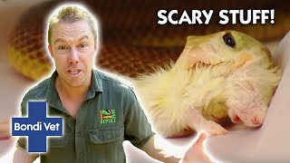 Why Snakes ARE THE MOST FEARED In Australia | Full Episode | Wildlife of Tim Faulkner