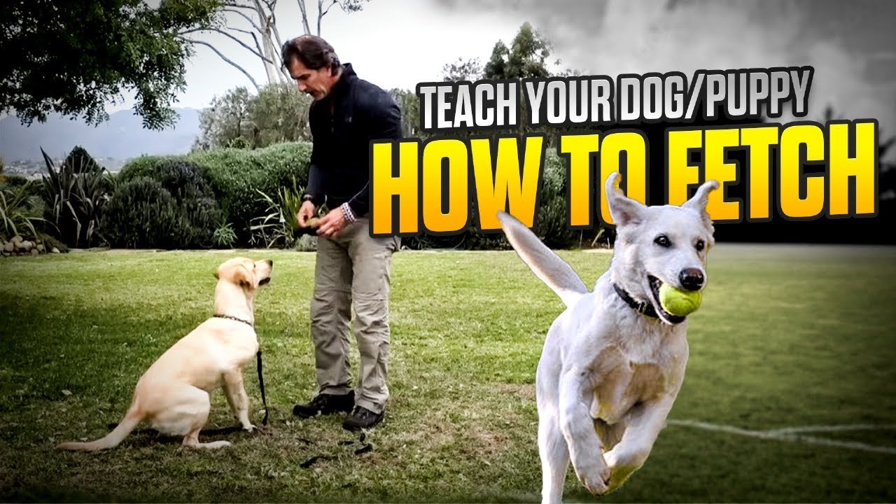 Teach Your Dog to FETCH - The RETRIEVE COMMAND - phase 1 - Dog Training Video - YouTube