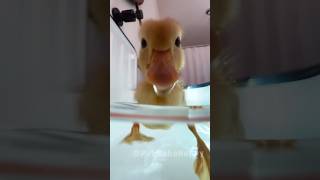 These Ducks Have Better Rhythm Than You