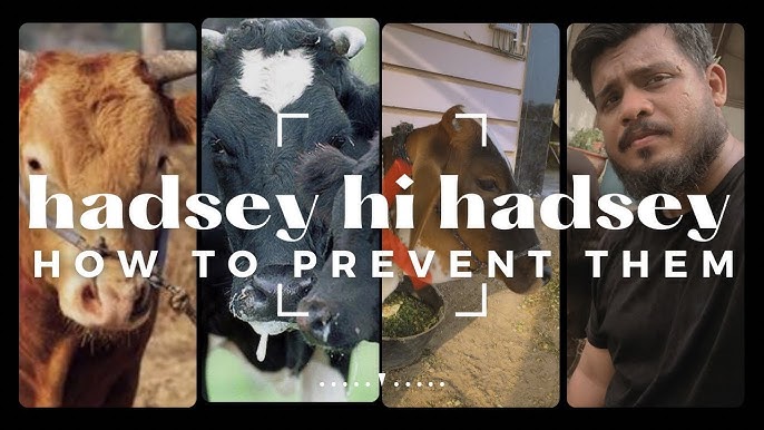 Safely Handle Animals Tips For Avoiding 2024