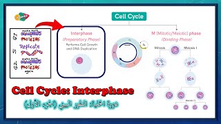 الطور البيني في دورة انقسام الخلية (شرح بالعربي) - Cell Cycle: Interphase