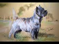 Cairn Terrier Grooming tutorial by Mieke Jansen の動画、YouTube動画。