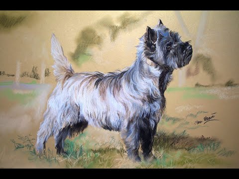 Cairn Terrier Grooming tutorial di Mieke Jansen