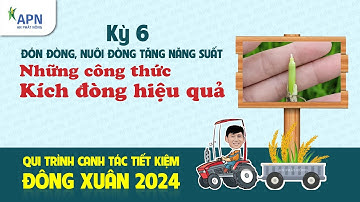 APN - 3 CÔNG THỨC KÍCH ĐÒNG VỤ ĐÔNG XUÂN - ĐÓN ĐÒNG, NUÔI ĐÒNG TĂNG NĂNG SUẤT - ĐÔNG XUÂN KỲ 6