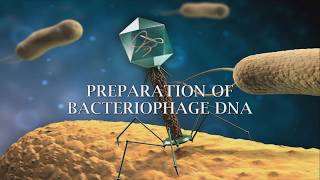 Preparation of phage DNA