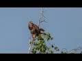 Канюк обыкновенный на охоте [Buteo buteo]