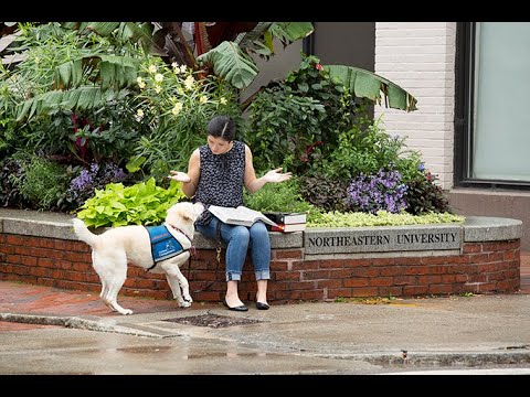 Video: Canine Companions are nevoie de voluntari pentru a ridica câinii de serviciu