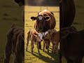 cow with beautiful kids #baby #kids #shorts #viral #trending #ytshorts #wildlife #shortsfeed