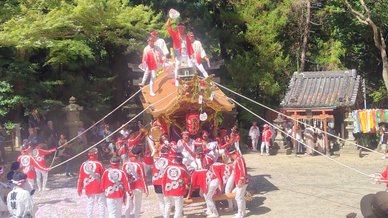 令和七年太子町山田だんじり祭り 科長神社例祭 本宮 西町地車 宮入