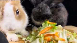 HUNGRY BUNNIES | 2x SPEED | @HungryPetsASMR by HUNGRY PETS ASMR 195 views 1 month ago 2 minutes, 11 seconds