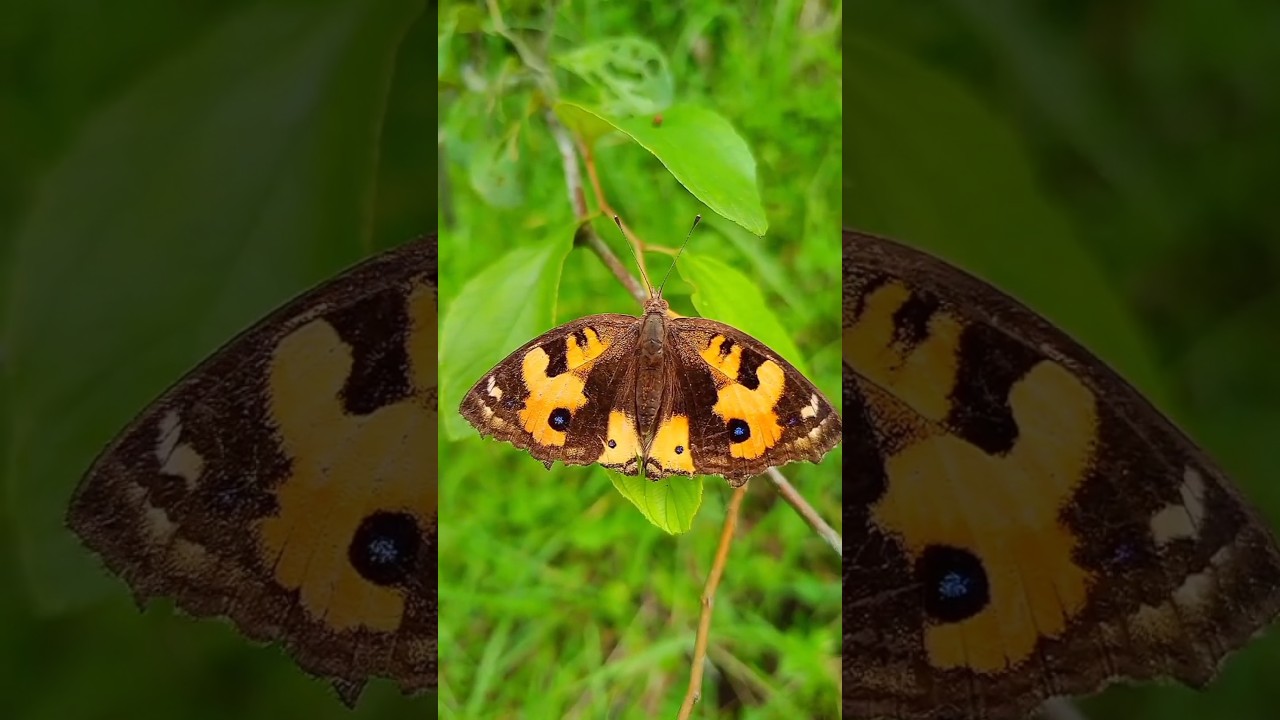 Beautiful Butterfly in Nature 🦋 | Mesmerizing Macro Video. 
