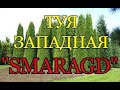 Туя западная СМАРАГД (SMARAGD). РАЗВЕДЕНИЕ.