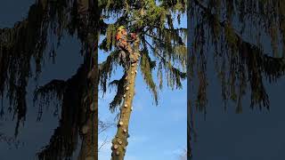 Разбираем Ель🌲#Chainsawman #Arboristika#Arboristlife#Treework #Husqvarna #Stihl #Tree #Cuttingtrees