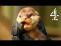 The Baby Otters Meet The Babirusas | The Secret Life Of The Zoo