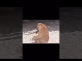 حمدان لا اجيك