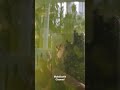 Fish in the tank