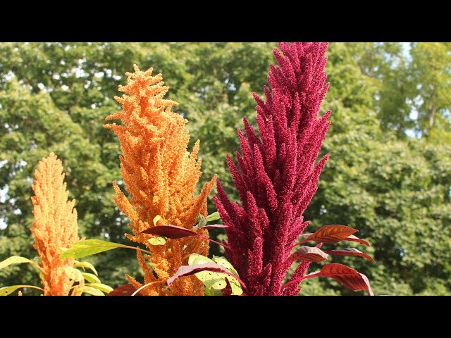 A plant EVERYONE should grow for grain! - YouTube