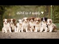 Birth to 8 weeks - australian shepherd puppies ♥