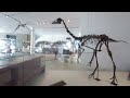 VR180 Royal Ontario Museum Dinosaur