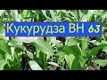 Кукурудза ВН 63 станом на 19.06.2020