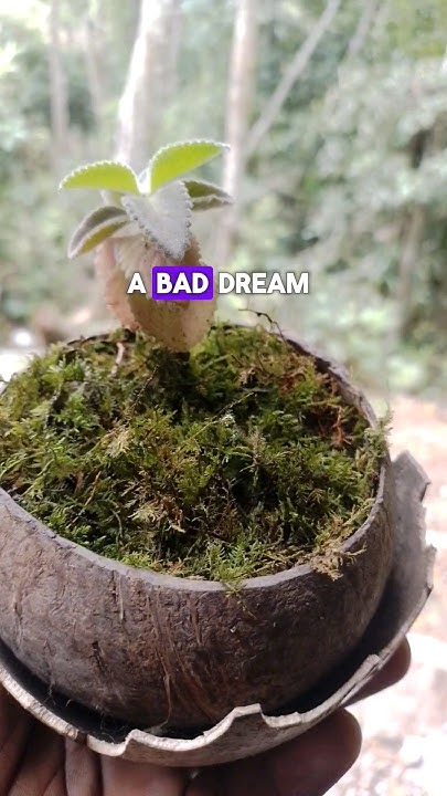 why-do-i-get-bad-dreams-godknowsbest-youtube