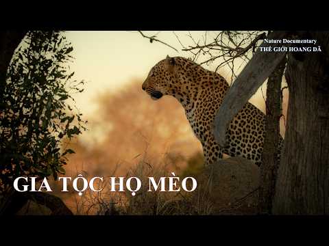 GIA TỘC HỌ MÈO - Những Kẻ Săn Mồi Hoàn Mỹ Nhất Trái Đất. #thegioidongvat thumbnail