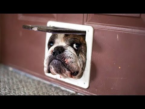 Английский Бульдог - Смешные Бульдоги Видео - Приколы с Бульдогами/Amazing Funny Bulldog Video