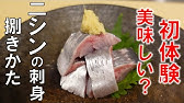 釣ったニシンで 只者ではない なめろう を作ったら美味しすぎた 小樽釣り Youtube 釣ったニシンで 只者ではない なめろう を作ったら美味しすぎた 小樽釣り Youtube