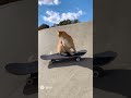 Skateboarding cat #funny #cat #skatboarding