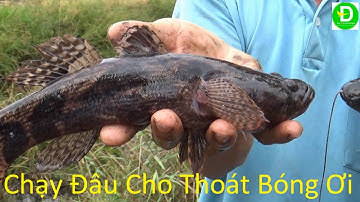 374 Lần Đầu Thả Câu Cá Bóng Tượng Bằng Mồi Này Rất Hiệu Quả - Cá Nào Chạy Cho Thoát | Đất Phương Nam