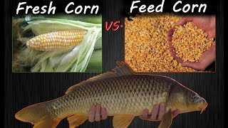 Carp Bait Challenge: Feed Corn vs. Fresh Corn