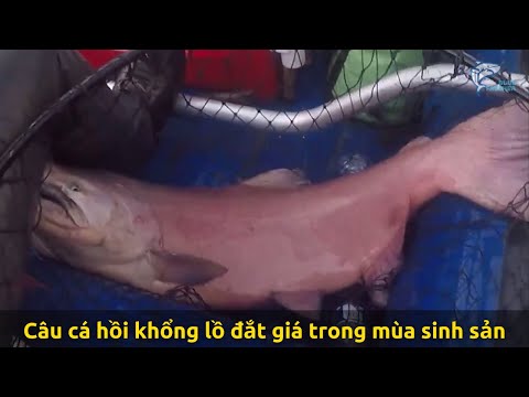 Video: Cá hồi B altic: đặc điểm lối sống và câu cá