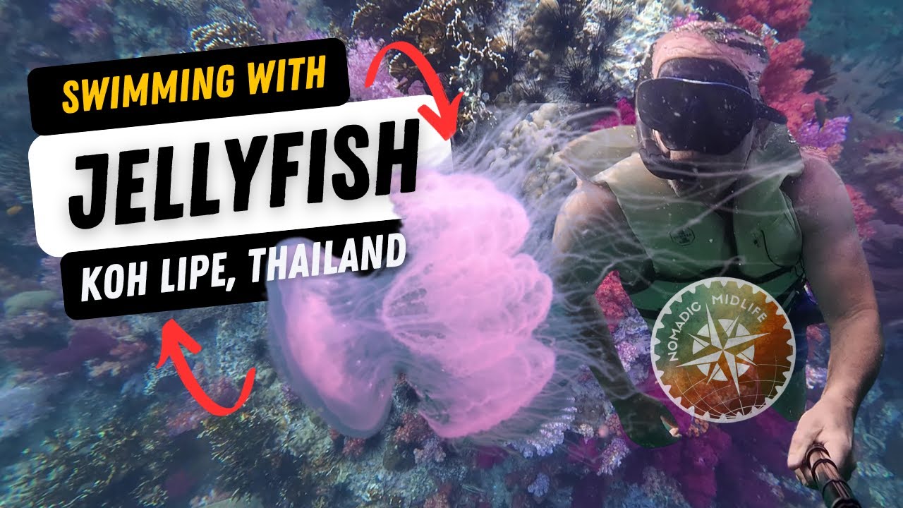 We swam with dangerous jellyfish! Are we crazy!? Snorkeling Koh Lipe