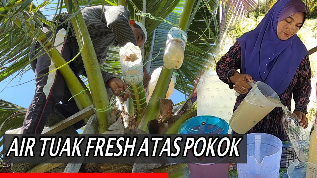 Air TUAK Kelantan NIRA kelapa Coconut Sap original fresh dari atas pokok segar Oleh Pak Mat Kelong