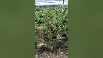 Bán cây sim ăn quả và cây mua Thái thoát thân tuyệt đẹp 0977973535