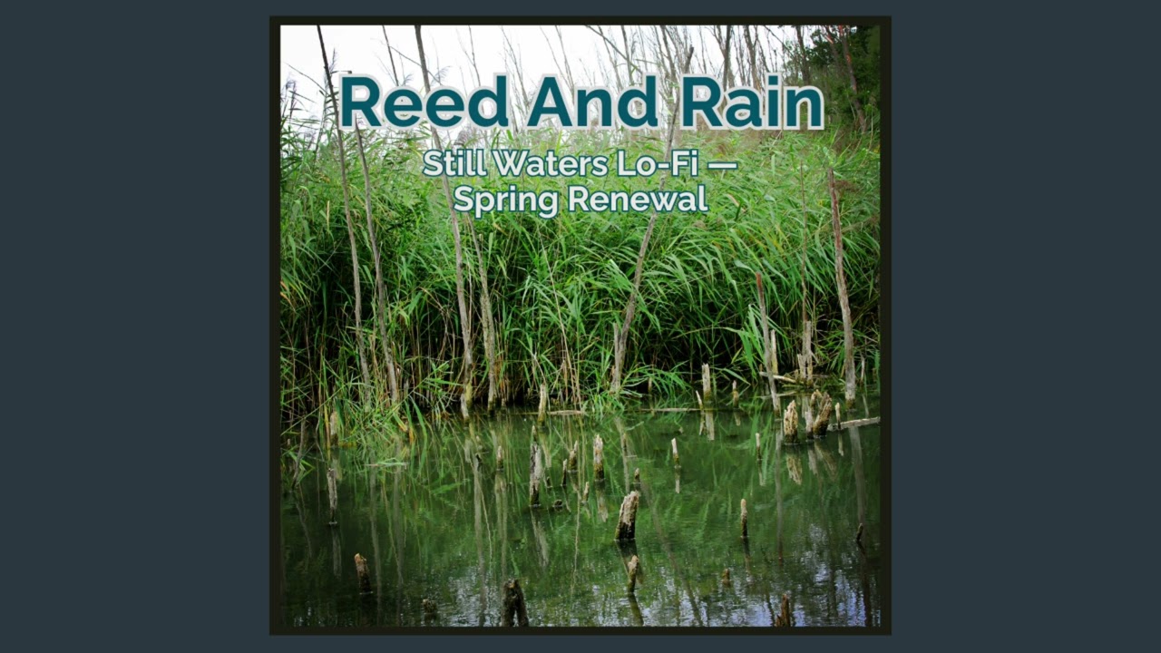 Reed And Rain — Still Waters Lo-Fi — Spring Renewal