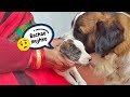 Giant Dog Vs Lil puppy | Tyzuu chote puppy se darr gaya kya? 😳