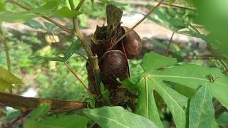 Download Lagu Nike Ardilla Full Album Lagu Lawas Nostalgia Sepanjang Masa Populer MP3