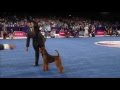 Airedales - Terrier Group Eukanuba 2015 GCH CH Wildside Windancer