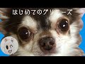 【ペット】初めてのグリニーズ