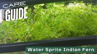 Plant Care Guide Water Sprite