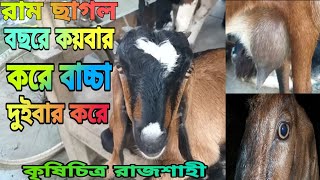 বিদেশি রাম ছাগল বছরে | কয়বার করে বাচ্চা দেয় |এক বছরে 2 বার করে Goatkhamar কৃষিচিত্র রাজশাহী