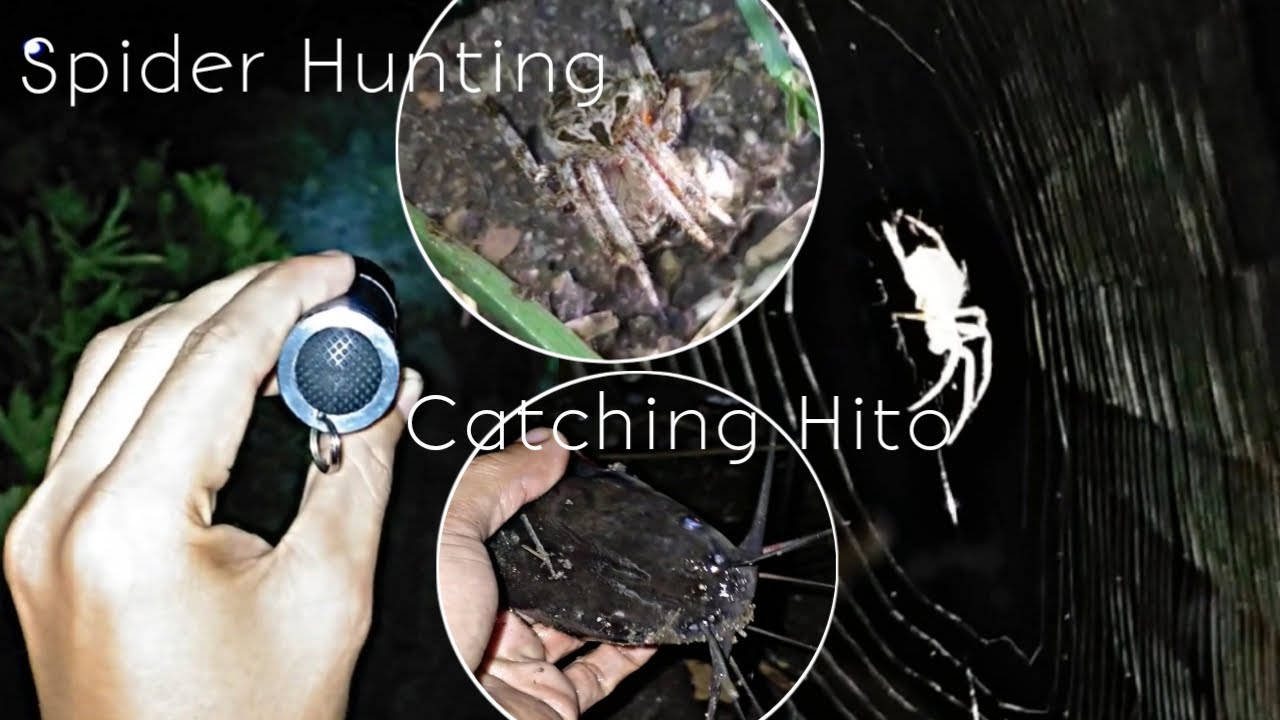 Manulo Sinubukan MANULO /MANANGLAW NG GAGAMBA /agood night of spider hunting ...