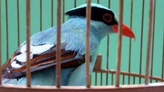 burung ekek Keling gacor nembak