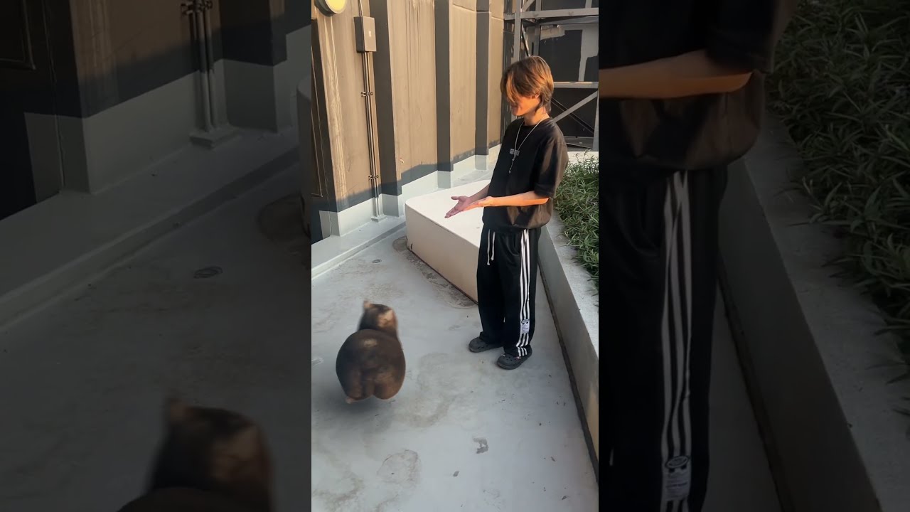 U Ii A Io Ui Aio Cat In Real Life 