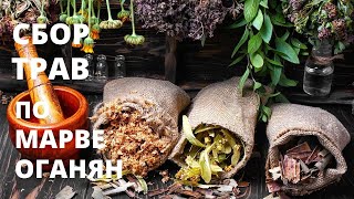 Травяной сбор (чай) для условного голодания по Марве Оганян. Условное голодание по Марве Оганян.