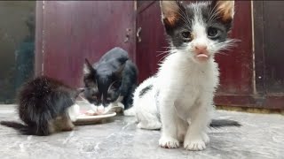 Funny kittens face #cat #funny #kitten #funnycats by Hope & Fun 226 views 3 months ago 18 seconds