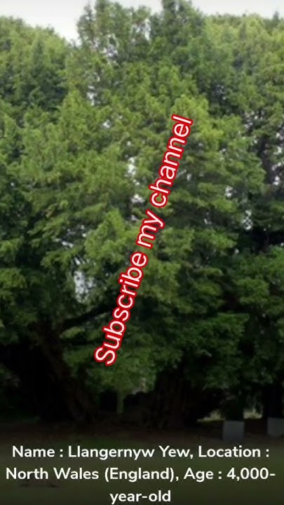 Top 10 Oldest Tree In World oldest Tree YouTube Shorts short Video top-10-oldest-tree-in-world-oldest-tree-youtube-shorts-short-video