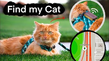 Find my Cat — hook video